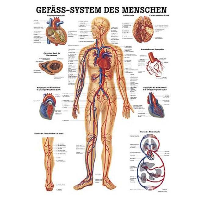 Le système vasculaire - planche anatomique en allemand 