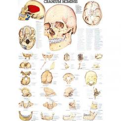 Le crâne humain - planche anatomique en allemand 