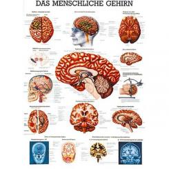 Das menschliche Gehirn 