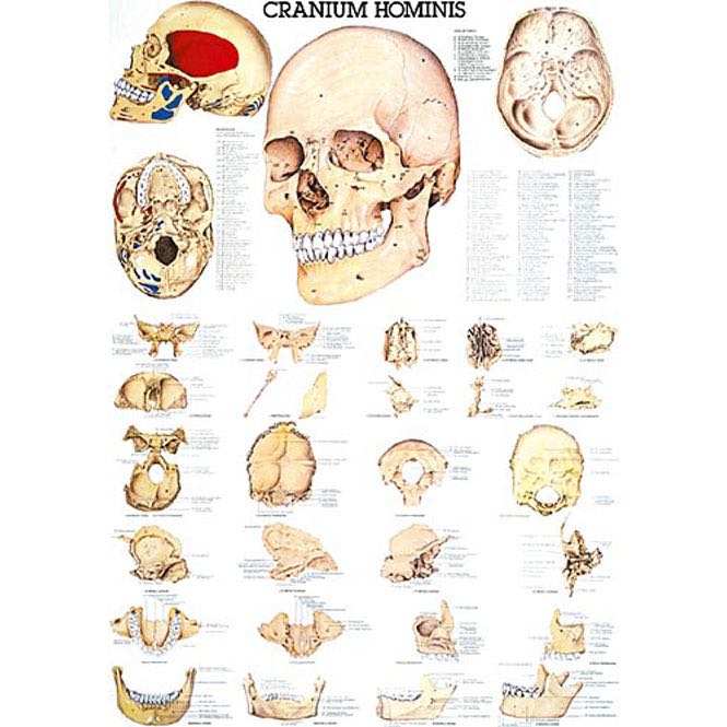 BODYNOVA, Le crâne humain - planche anatomique en allemand